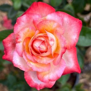 Meet your Posher, Riley